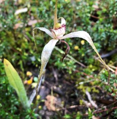 Caladenia venusta