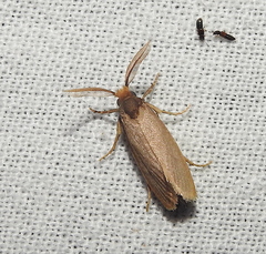 Eriocottidae