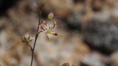 Nemacladus rubescens