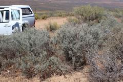 Aspalathus pulicifolia