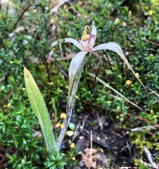 Caladenia venusta