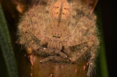 Heteropoda davidbowie