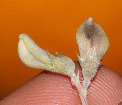 Aspalathus pulicifolia