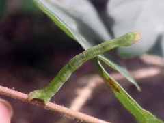 Cyclophora annularia