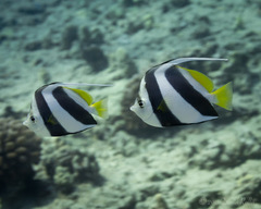 Heniochus diphreutes