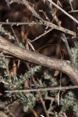 Aspalathus pulicifolia