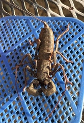 Mastigoproctus tohono