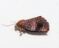 Hypertropha