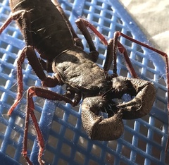 Mastigoproctus tohono