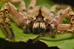 Heteropoda davidbowie