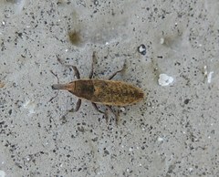 Lixus subtilis