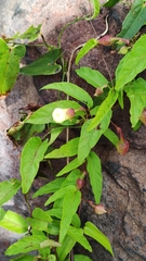 Merremia verruculosa