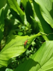 Leptocoris