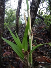 Eulophia streptopetala