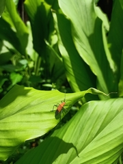 Leptocoris