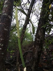 Eulophia streptopetala