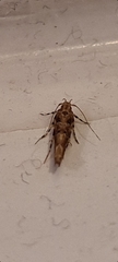 Anatrachyntis rileyi