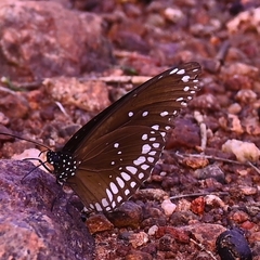 Euploea core