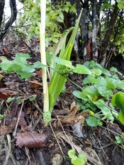 Eulophia streptopetala