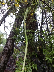 Eulophia streptopetala