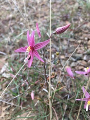 Cyanella lutea rosea