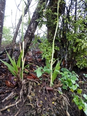 Eulophia streptopetala