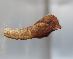 Hypertropha
