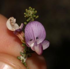 Aspalathus costulata