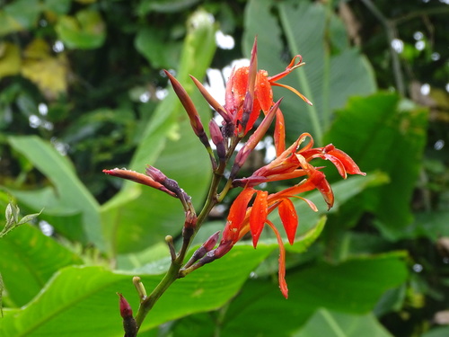 Image of Canna tuerckheimii by (c) Alexis López Hernández, some rights reserved (CC BY)
