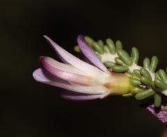 Aspalathus costulata