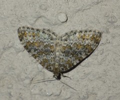 Entephria flavicinctata