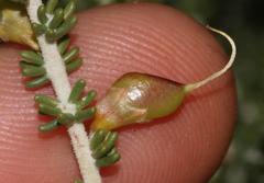 Aspalathus costulata