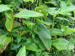 Canna tuerckheimii, photograph (c) Alexis López Hernández, some rights reserved (CC BY)