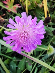 Knautia arvensis