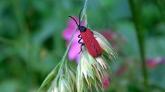 Pyropterus nigroruber