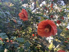Abutilon × hybridum
