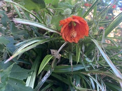 Abutilon × hybridum