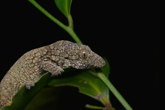 Eurydactylodes vieillardi