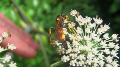 Ichneumon emancipatus