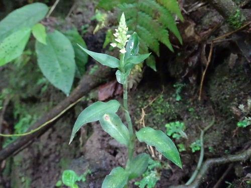 Image of Microchilus querceticola by (c) Alexis López Hernández, some rights reserved (CC BY)