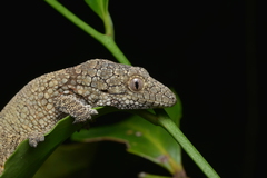 Eurydactylodes vieillardi