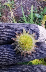 Knautia arvensis