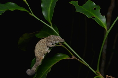 Eurydactylodes vieillardi