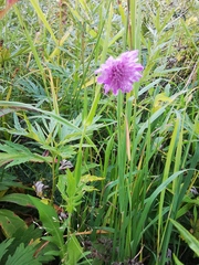Knautia arvensis