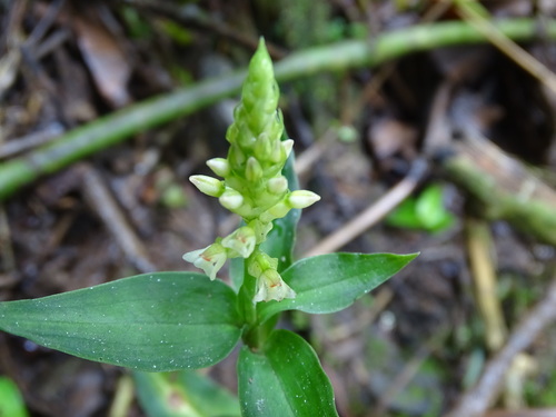 Image of Microchilus querceticola by (c) Alexis López Hernández, some rights reserved (CC BY)