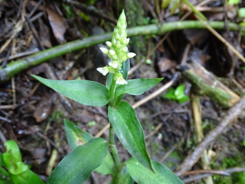Image of Microchilus querceticola by (c) Alexis López Hernández, some rights reserved (CC BY)