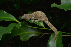 Eurydactylodes vieillardi
