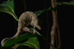 Eurydactylodes vieillardi