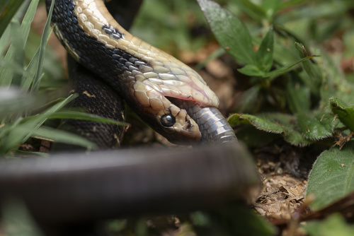 Chinese Cobra, Naja atra