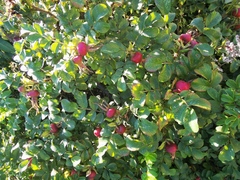 Rosa rugosa